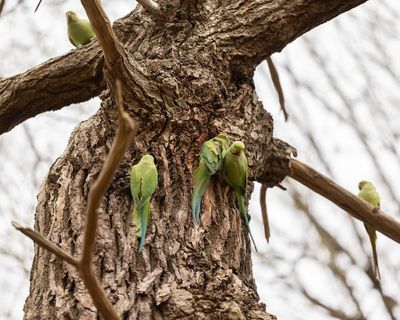 Rapid expansion of ring-necked parakeets in UK sparks concern