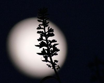 Donald Trump wants the US back on the moon before his term ends. Can it happen?