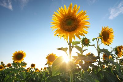 8 Flowers That Grow Well From Cheap Seed Packs