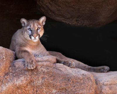 Colorado authorities suspect mountain lion attack after woman found dead near trail