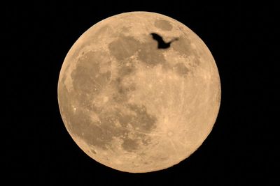 Skygazers told Wolf supermoon ‘visible for most people’