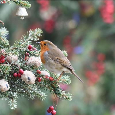 What to do with your old Christmas tree to help wildlife over winter – these easy ways to reuse it in your garden will help your garden visitors long after December