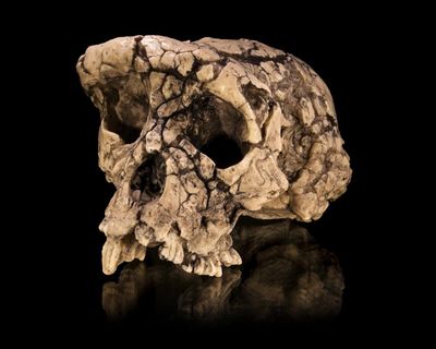 Fresh bone analysis makes case for earliest ‘ancestor of humankind’, but doubts remain