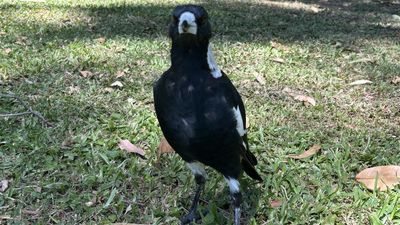 Magpies paralysed as illness strikes swooper-stars