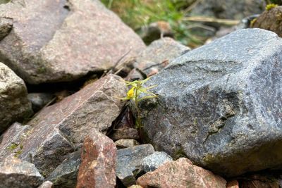 Discovery of rare species hailed as ‘powerful sign’ of conservation success