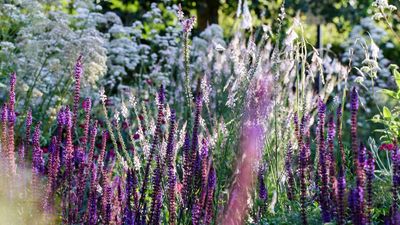 January Is the Best Time to Test Your Soil, Says a Horticulture Expert – And Improve it Now Before Spring Arrives