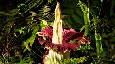 Gardens glory as four corpses bloom in one week