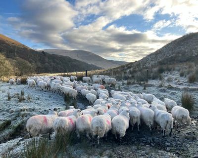 Country diary: A wave of relief on the farm with the inheritance tax change