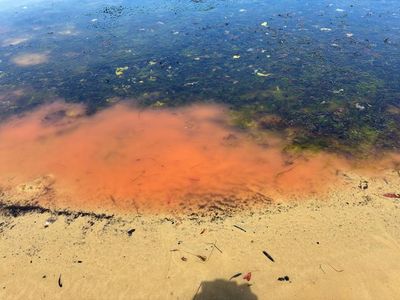 Mystery pink slime on secluded Tasmanian beach prompts fears of potential algal bloom