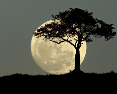 What phase follows a full moon? The Saturday quiz