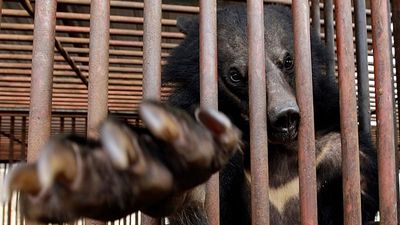 South Korea to stop breeding bears to extract their bile - but hundreds are still trapped in pens