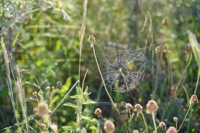 Why January Is the Best Time to Prevent Garden Insect Infestations