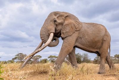 Kenya mourns legendary ‘super tusker’ elephant Craig after death in national park
