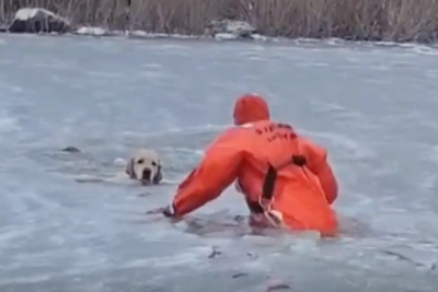 Watch firefighter crawl across frozen pond to rescue dog