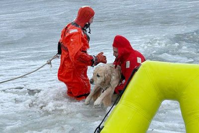 ‘It was the chillest dog I’ve ever seen in my life’: Rhode Island firefighters rescue yellow lab trapped in ice