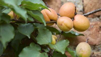 Never Prune These Fruit Trees in Winter, or You’ll Put Their Future at Risk – 7 Species to Keep the Pruners Away From This January
