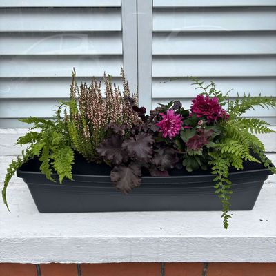 I just found the ultimate cheat code for guaranteeing a beautiful blooming window box all year round, with almost no effort
