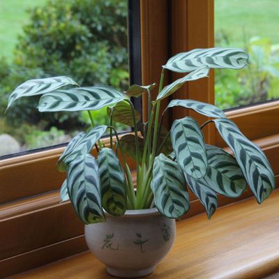 My calathea plant thrives best in this spot in my home – but it’ll also grow well in 2 other places, according to houseplant experts