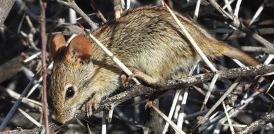 Hotter weather thickens the blood of wild mammals: in a world first we traced this in African striped mice using 12 years’ worth of blood samples