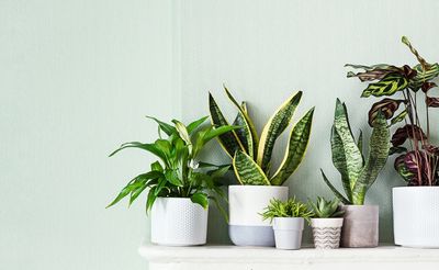 Which Indoor Plants Are Best For The Start Of The New Year?