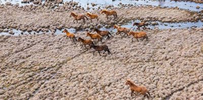 With thousands of feral horses gone, Kosciuszko’s fragile ecosystems are slowly recovering