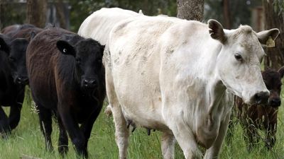 Massive cattle deaths feared from Queensland flooding