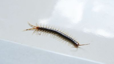 Centipedes in your home are a warning sign — here's how to stop them