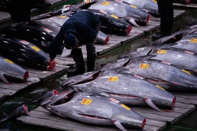 Single tuna sells for huge record price at Tokyo fish market auction opening