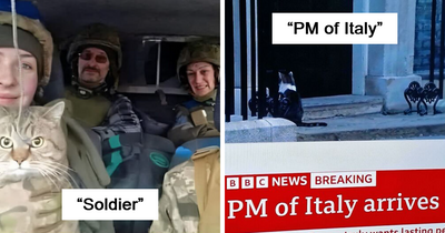 “Kitties Working Hard And Hardly Working”: 109 Delightful Pics Of Working Cats (New Pics)