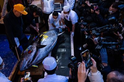 That's some pricey fish: A glimpse into Japan's New Year's tuna auction