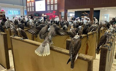 How demand for elite falcons in the Middle East is driving illegal trade of British birds