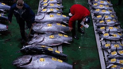 Bluefin tuna sells for record €2.78 million at Tokyo fish market