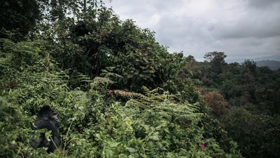 The challenges of protecting wildlife from war in eastern DRC