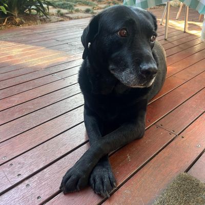 As we farewelled Ronda, our soft-hearted labrador, the grief was as painful as any I’ve felt