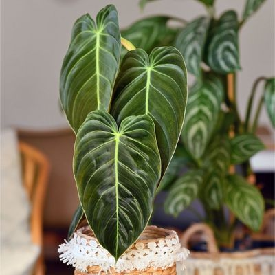 How to care for philodendrons – the best way to position, water and feed the popular houseplants for lush, fast-growing foliage