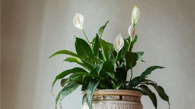 Feng Shui Experts Reveal Where to Place a Peace Lily in Your Home to Enhance Positive Energy and Balance in 2026