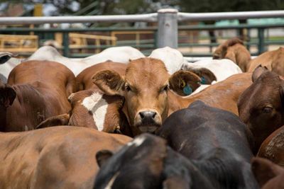 Cattle Bulls Are Hitting the Gas in 2026: What to Watch, and Why Grains and Hogs Are Down