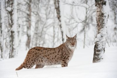 Scotland takes next step towards lynx reintroduction
