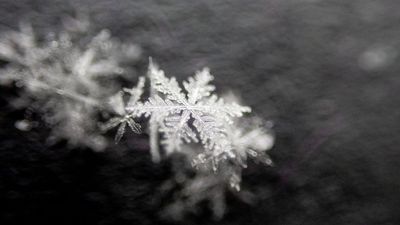 Some point-and-shoot cameras are surprisingly good at macro photography. The reason? It's actually because of those small sensors