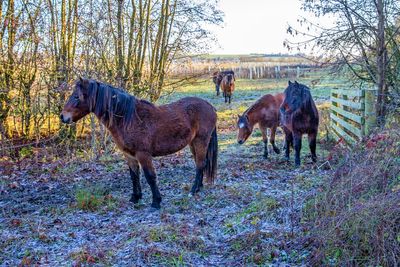 Dartmoor ponies helping to restore landscape at National Trust estate