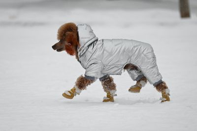 How to safely walk your dog in the cold weather