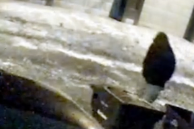 Police release security video showing person of interest in mysterious killings of Ohio dentist and his wife