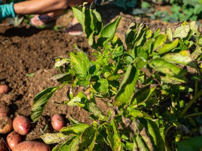 6 Vegetables That Don’t Need Premium Fertilizers