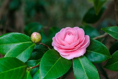 6 Gorgeous Flowers You Can Grow In Winter