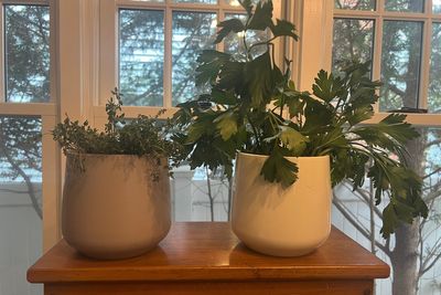 Herbs grown indoors require extra care. Here are some tips