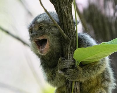 Are crabs animals and should we experiment on monkeys? Major review of Australia’s research code to mull tough questions