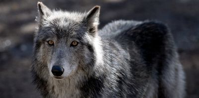 Americans generally like wolves − except when we’re reminded of our politics