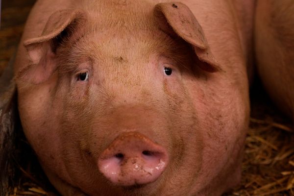 Swine fever deaths surge in Spain amid fears of new virus strain