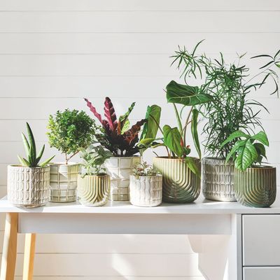 Is it time to declutter your houseplants? Experts share their top tips for paring back your indoor jungle so it thrives