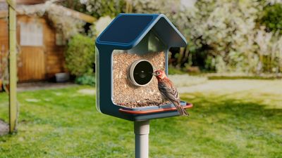 Birdbuddy unveils its most affordable 'mini' bird feeder camera — and it can identify birds by their song